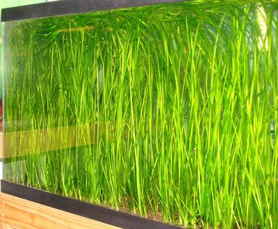 vallisneria spiralis